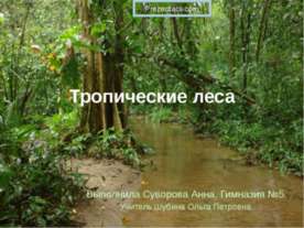 Тропические леса