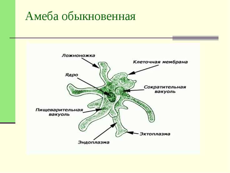 презентация к уроку по биологии в 7 классе общая характеристика простейших