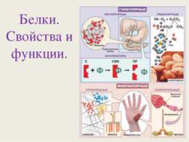 Белки. Свойства и функции