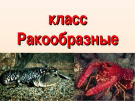 класс Ракообразные