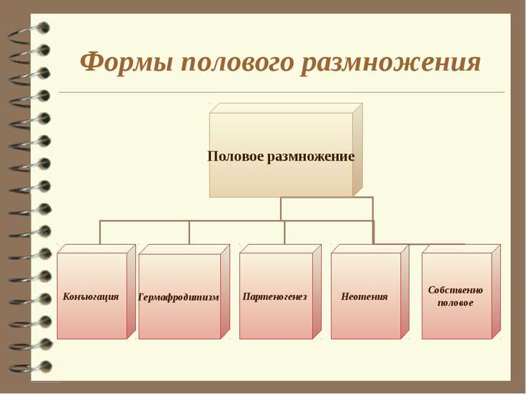 Половое размножение презентация 10 класс