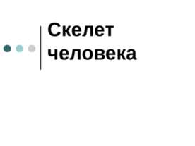Скелет человека 8 класс