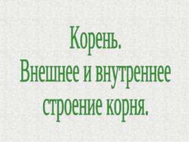 Корень. Внешнее и внутреннее строение корня
