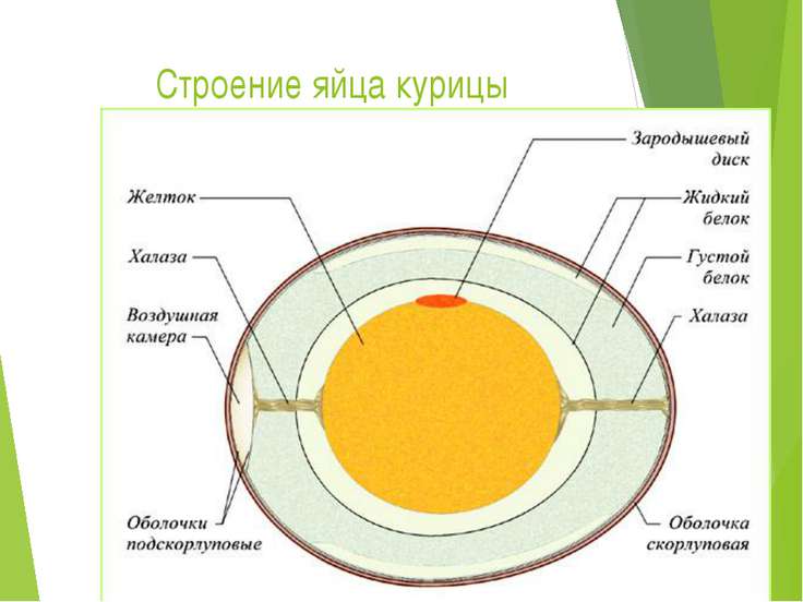 Схема строения яйца