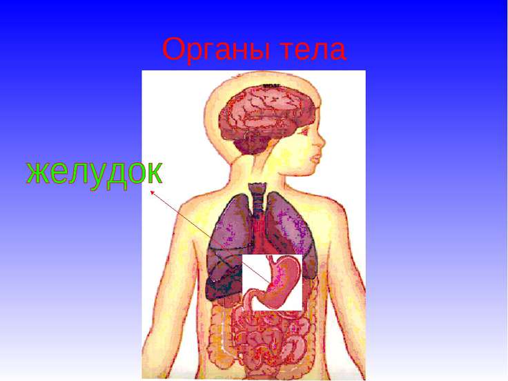 Строение тела человека фото с описанием