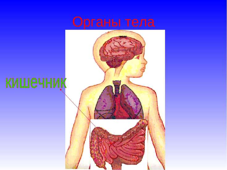 Органы человека 3 класс окружающий мир. Тело человека органы 3 класс. Строение человека органы 3 класс. Модель органов человека окружающий мир 3 класс. Внутренние органы человека 3 класс окружающий мир.