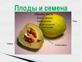 ПЛОДЫ И СЕМЕНА