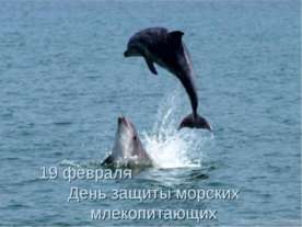19 февраля День защиты морских млекопитающих