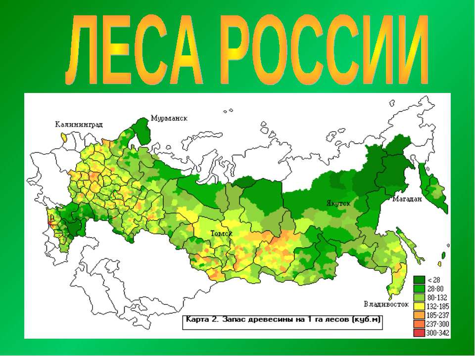Хвойные леса на карте. Карта плотности лесов России. Типы лесов в России карта. Сосновые леса в России на карте. Плотность лесов в России.