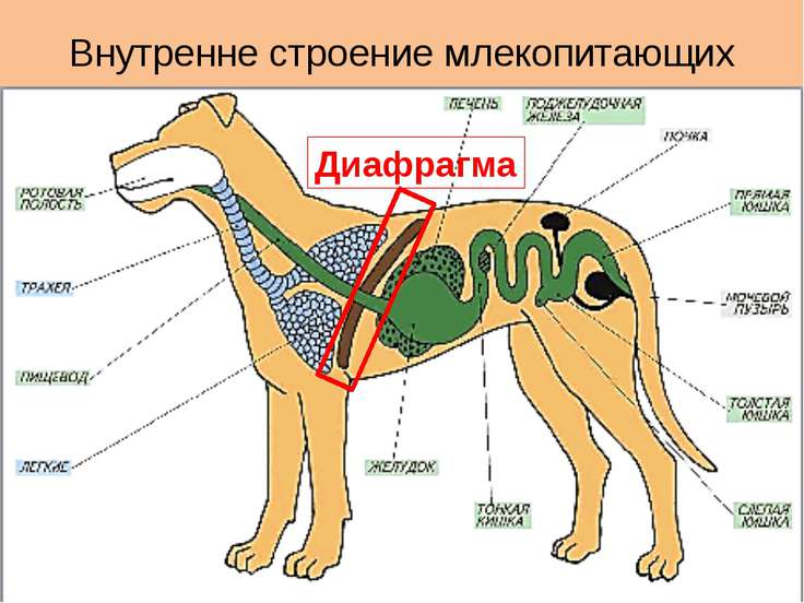 Схема строения пищеварительной системы млекопитающих