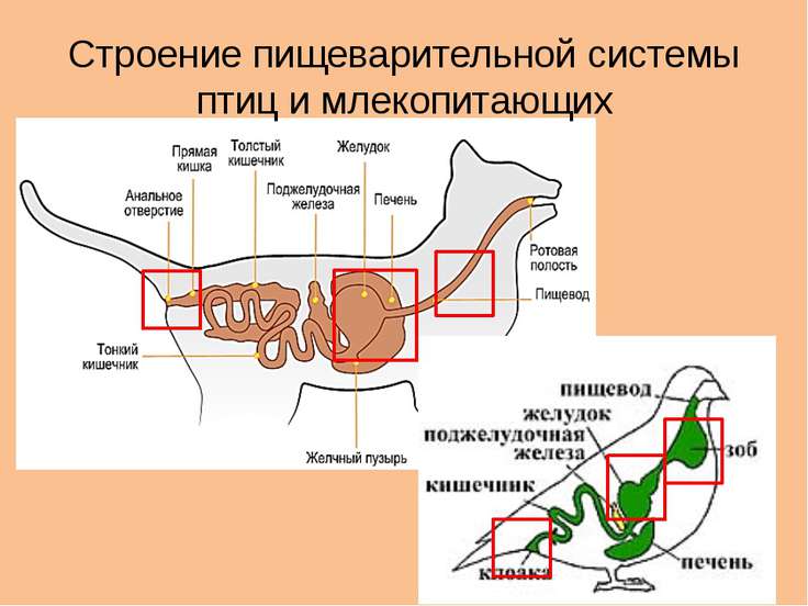 Схема артериальной системы птицы