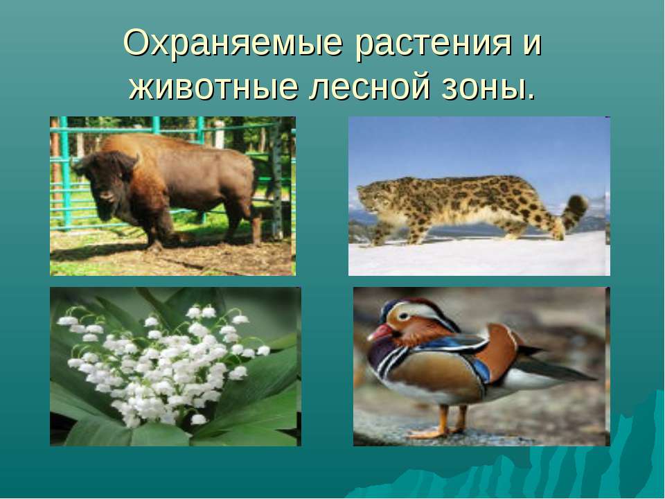 Класс 2 животных доклад лесных про