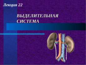 Выделительная система