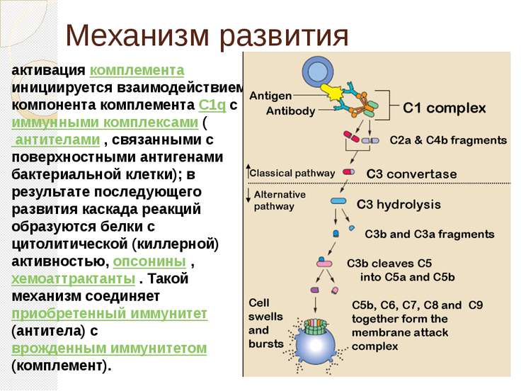 Пути активации комплемента схема