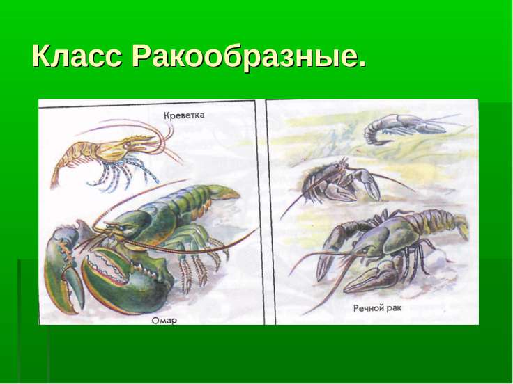 Класс ракообразные презентация