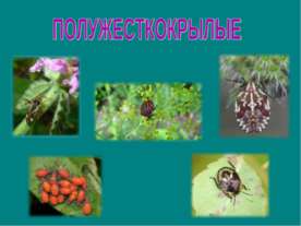 Полужесткокрылые