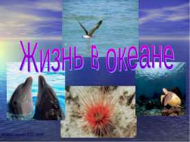 Жизнь в океане 7 класс