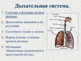 Дыхательная система