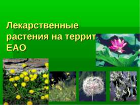 Лекарственные растения на территории ЕАО
