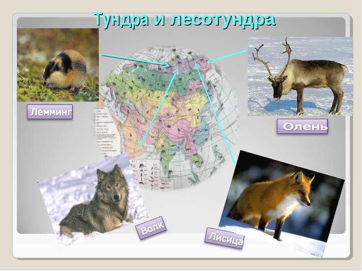 Животные евразии презентация