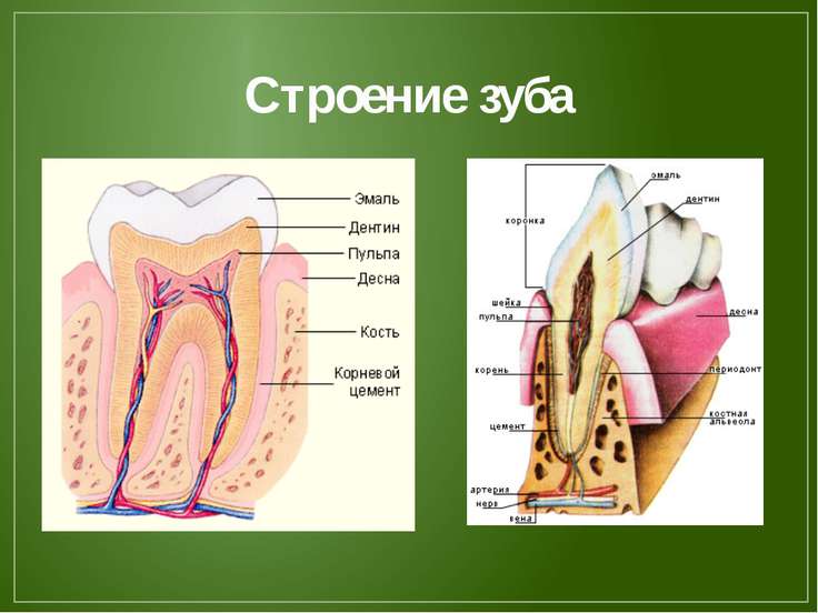 Строение зуба 8 класс биология рисунок