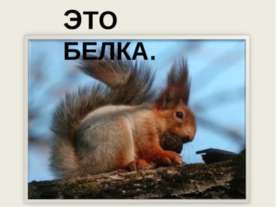 Это белка