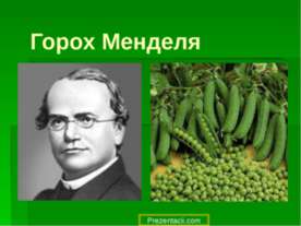 Горох Менделя
