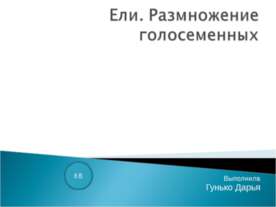 Ели. Размножение голосеменных