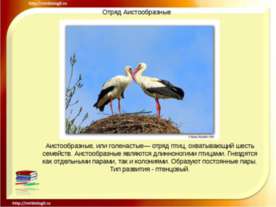 Отряд Аистообразные