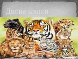 Дикие кошки