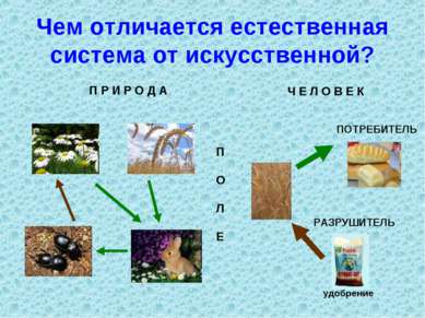 Экосистема устройство и динамика презентация