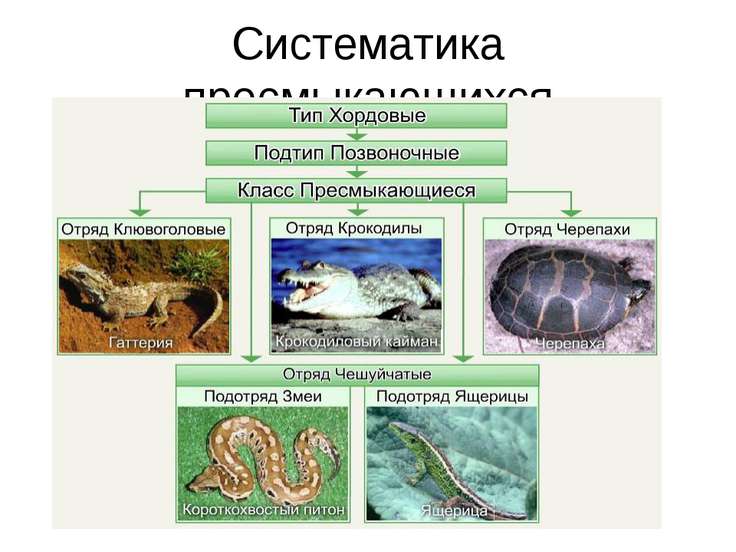 Разнообразие пресмыкающихся презентация 7 класс