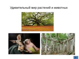 Удивительный мир растений и животных