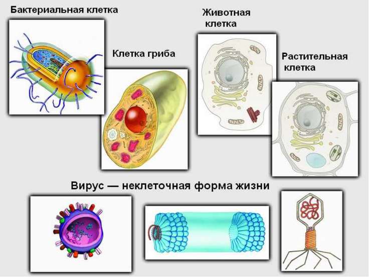 Бактерии и вирусы как формы жизни 5 класс биология презентация