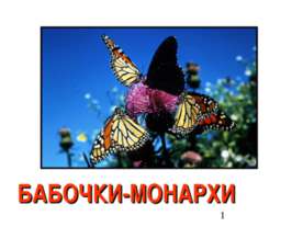 Бабочки-Монархи