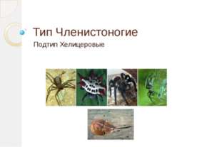 Тип Членистоногие. Подтип Хелицеровые