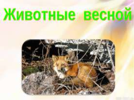 Животные весной