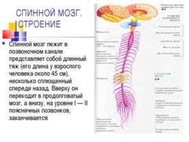 СПИННОЙ МОЗГ. СТРОЕНИЕ