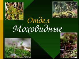 Отдел Моховидные