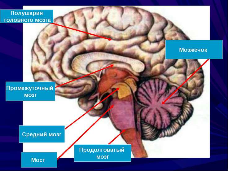 Структура головного мозга человека рисунок