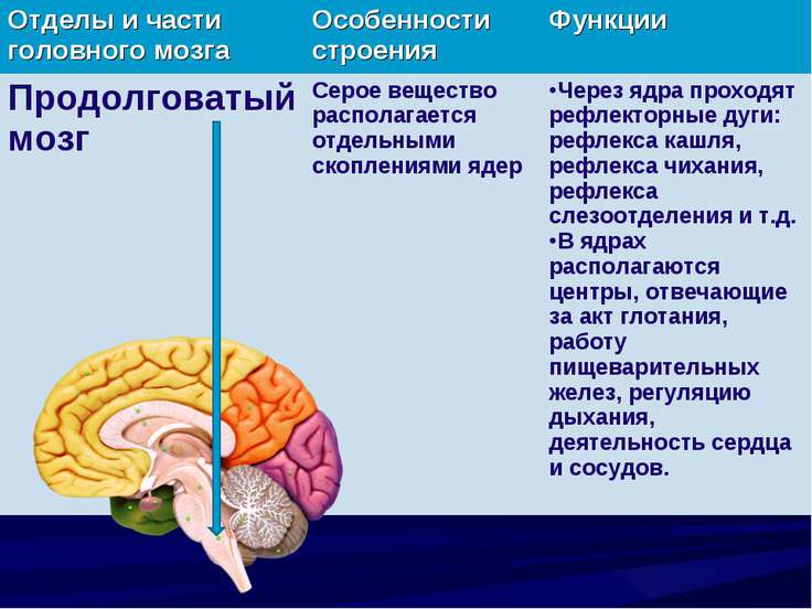 Сознание и мозг презентация по философии