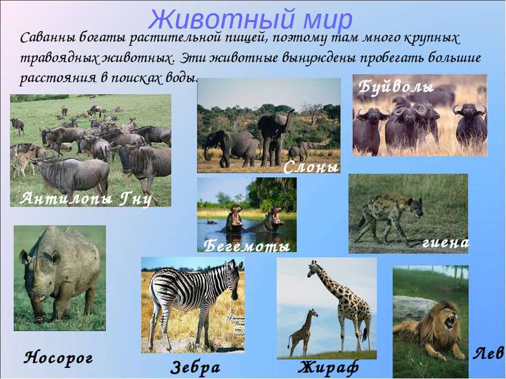 животные африки доклад 7 класс по географии