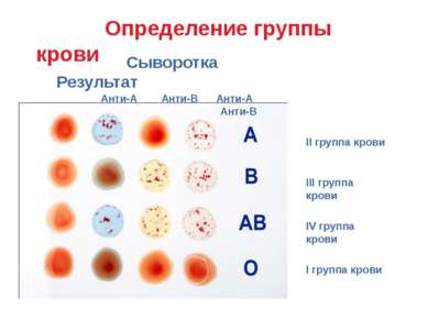 1 положительная группа крови фото