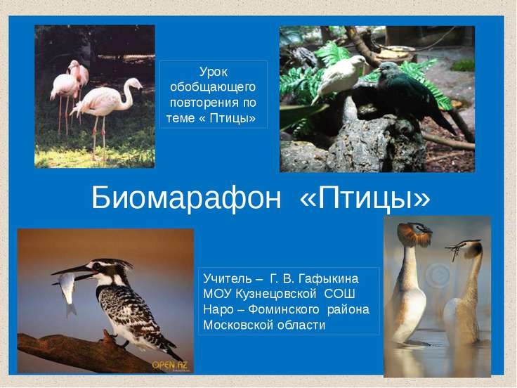 Презентация на тему "Биомарафон «Птицы»" скачать