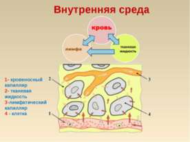Кровь: состав и значение
