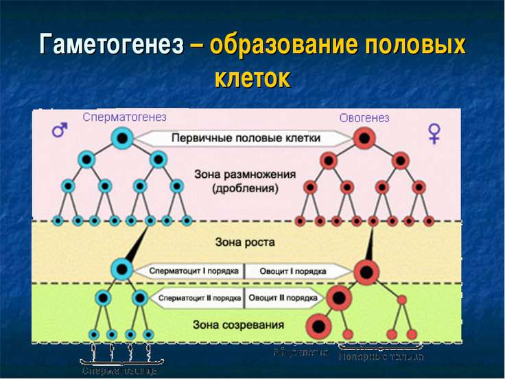 Образование половых клеток презентация