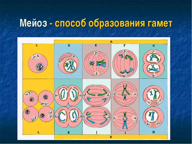 Образование половых клеток презентация 10 класс