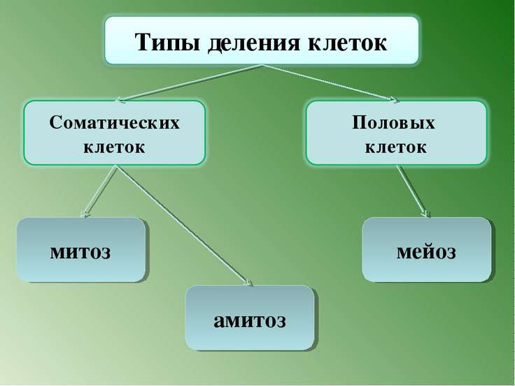 На рисунке представлены стадии деления соматических клеток способом