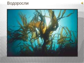 Водоросли 6 класс