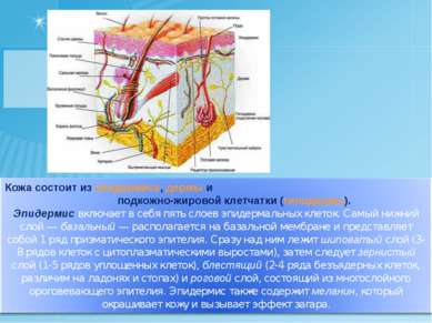 Какой слой определяет индивидуальный рисунок кожи